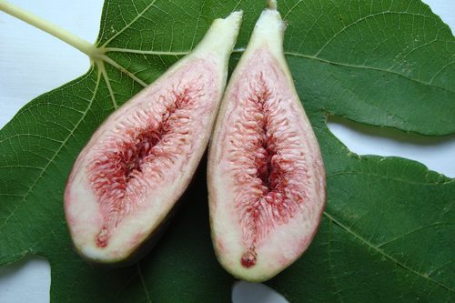 Aufgeschnittene Feige aus eigener Ernte