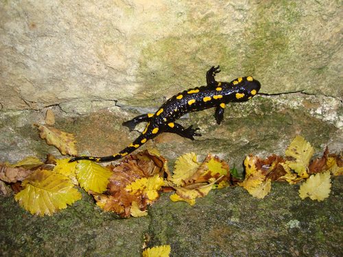Feuersalamander auf einem Felsen in der Sächsischen Schweiz
