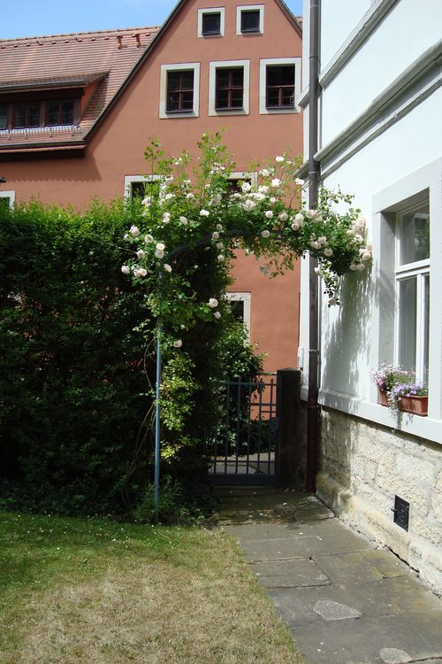 Blühender Rosenbogen am Hauseingang